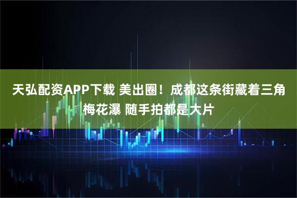 天弘配资APP下载 美出圈！成都这条街藏着三角梅花瀑 随手拍都是大片